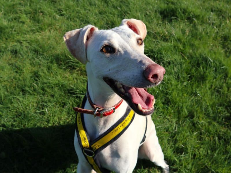 Bertie photo 4