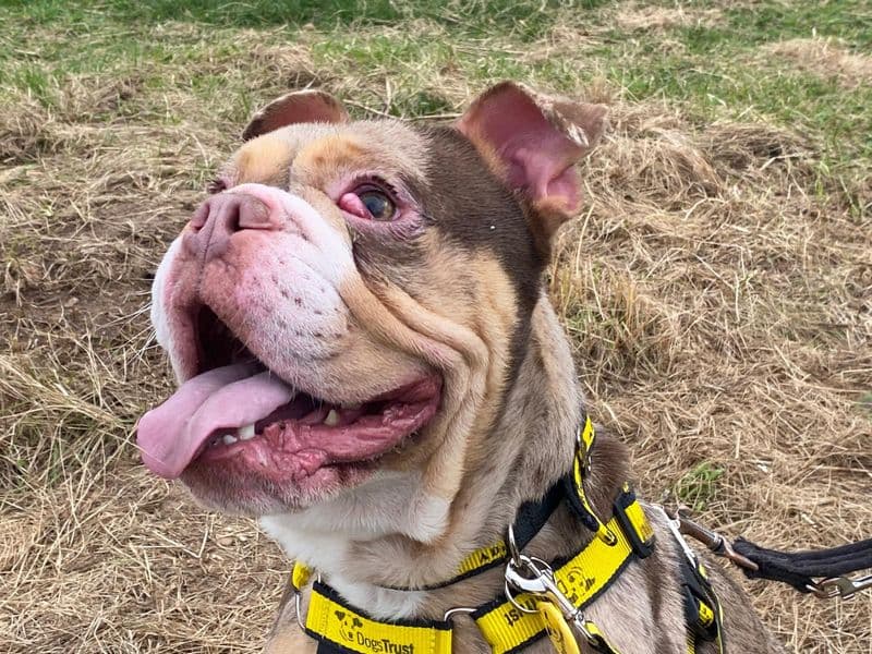 Hank (Tank) photo 2