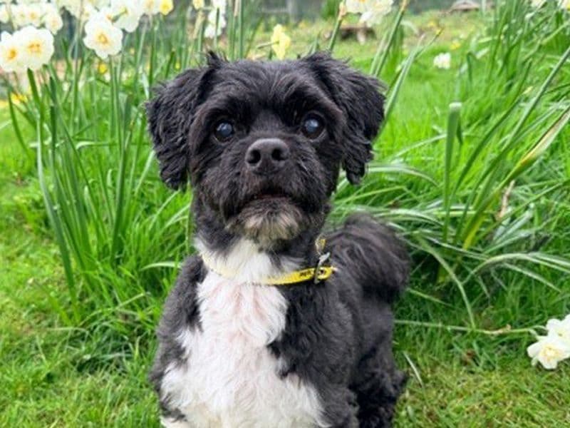 Benji photo 2