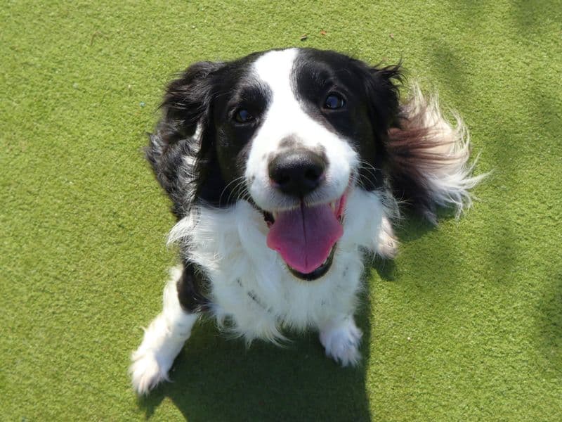 Opie photo 4