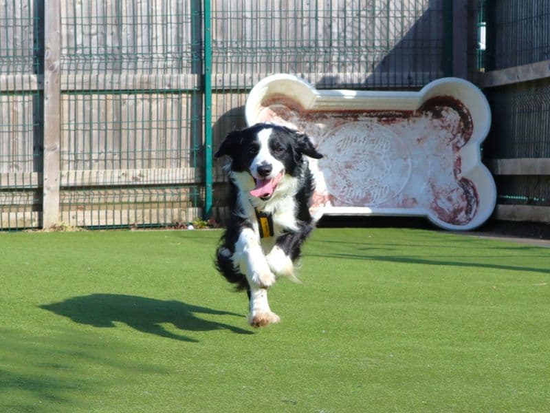 Opie photo 3