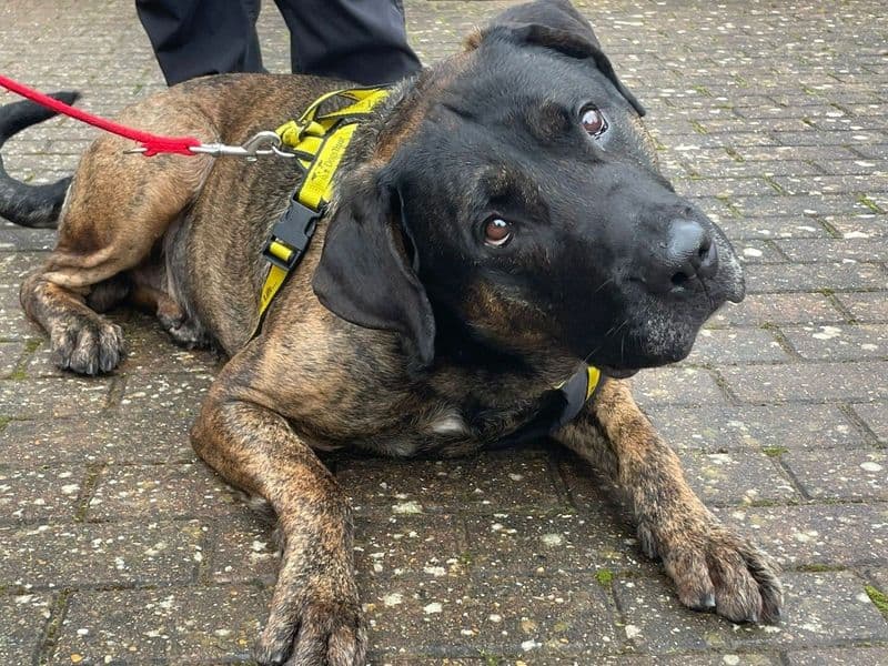 Maximus photo 2