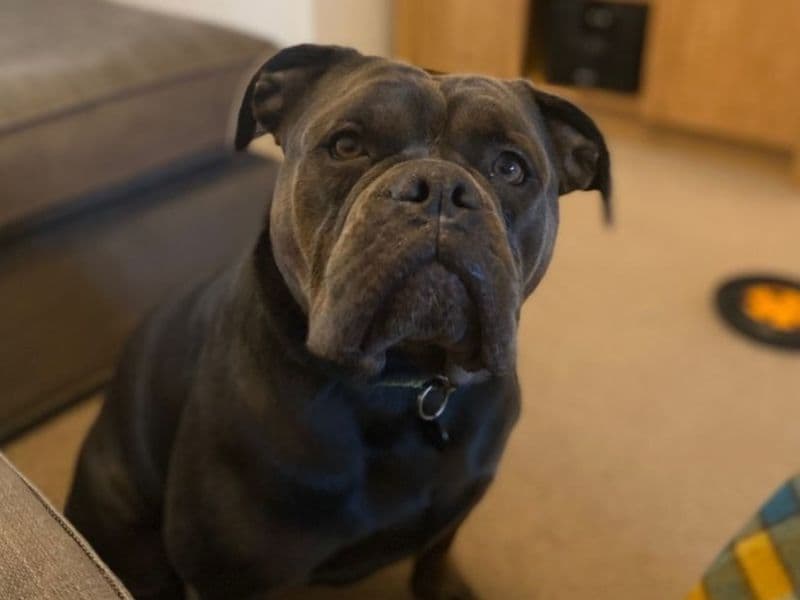 Nala photo 2