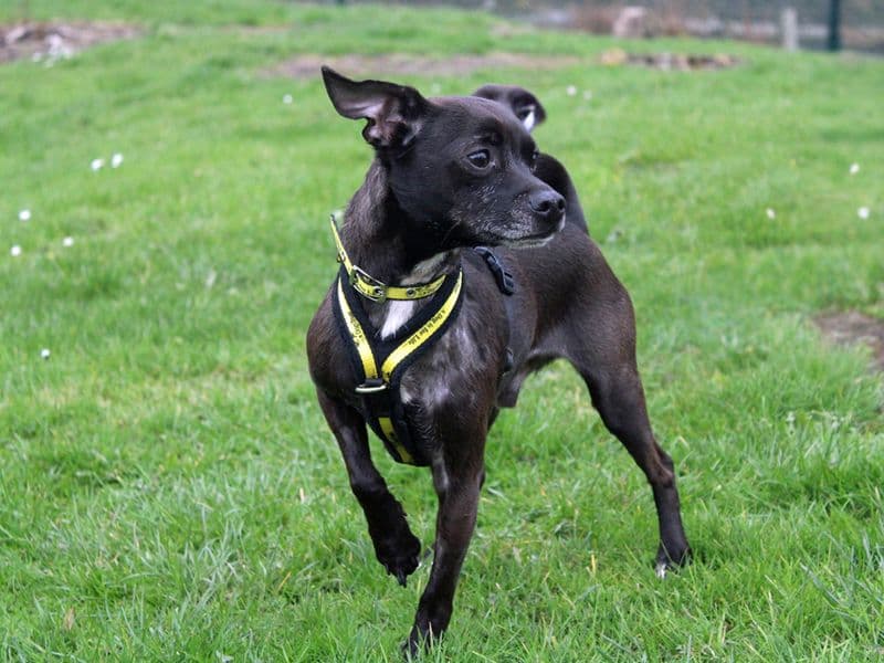 Taz photo 2