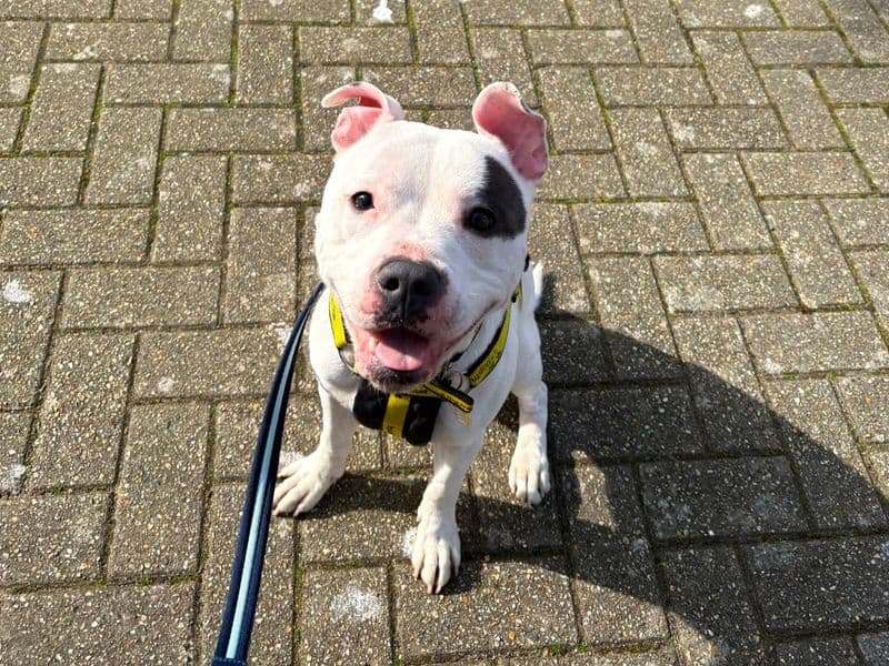 Keano photo 2