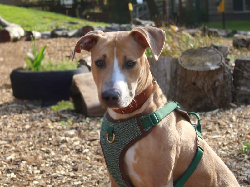 Narla photo 2