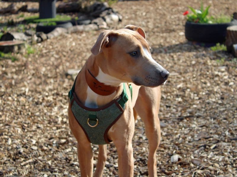 Narla photo 4