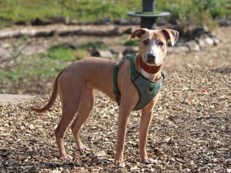 Narla photo 3