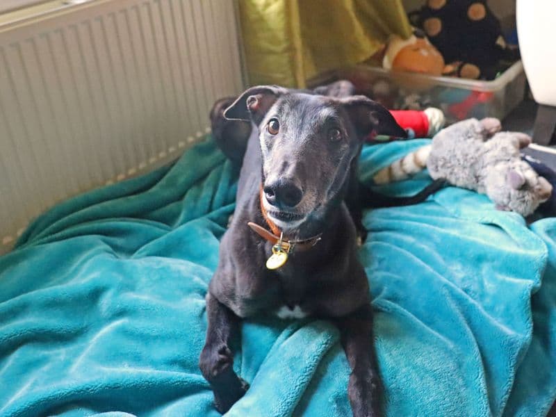 Ronnie photo 4