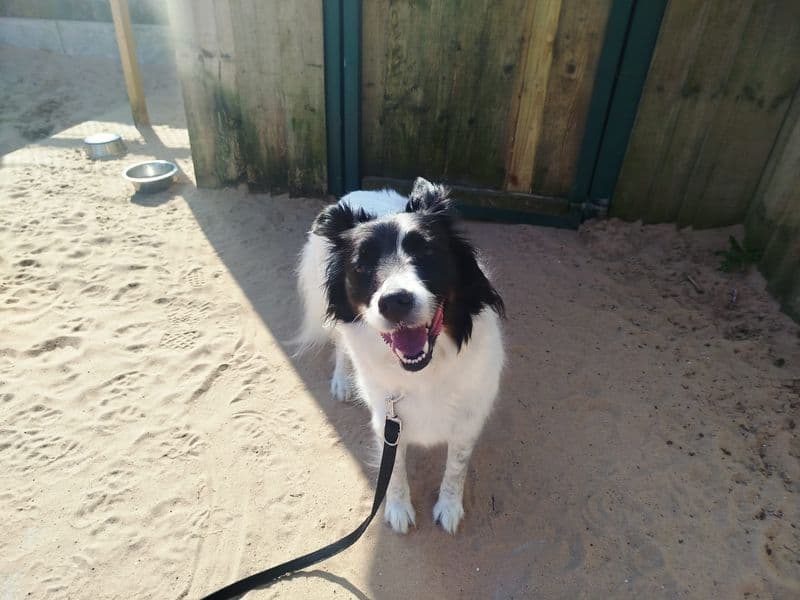 Dottie photo 2