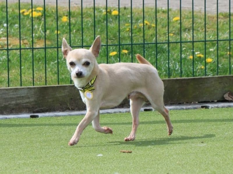 Marley photo 2