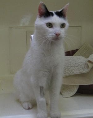 Tiggy — Unknown