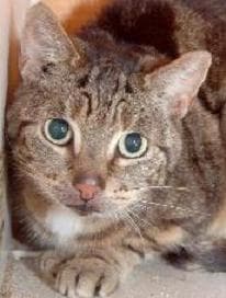 Tabby — Unknown