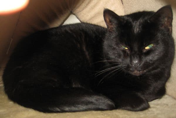 Millie — Unknown