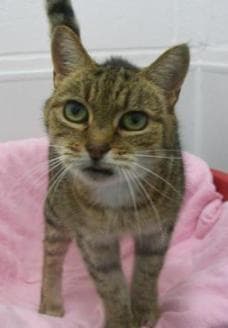 Tabby — Unknown