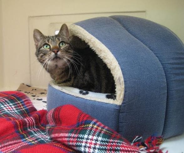 Ziggy — Unknown
