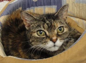 Tibby — Unknown