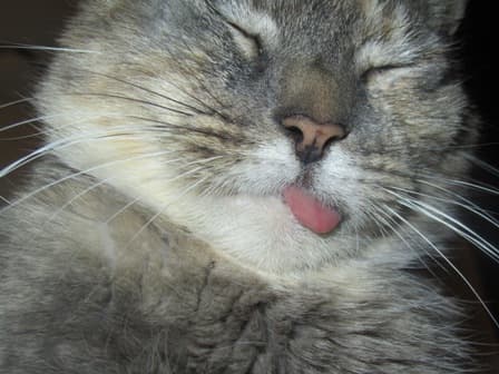 Whiskas — Unknown