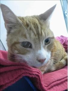 Tibby — Unknown