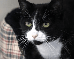 Tilly — Unknown