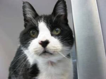 Moggy — Unknown