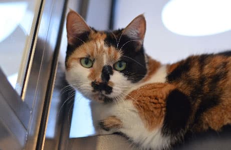 Kitty — Unknown