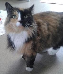 Tiggy — Unknown