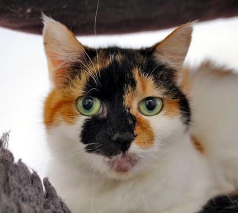 Torti — Unknown