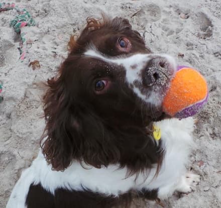 Ozzy — Unknown