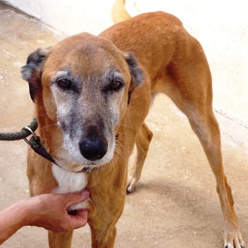 Scooby — Unknown