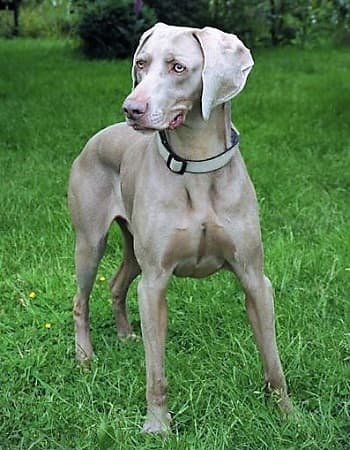 Vinnie — Unknown
