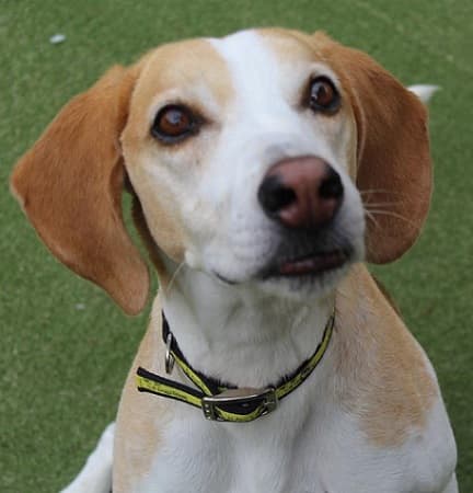 Bertie — Unknown