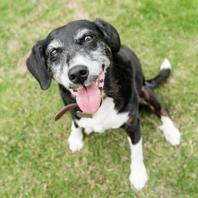 Smiley girl Sassy! — Unknown
