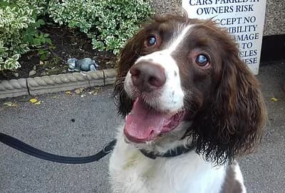 Jasper — Unknown
