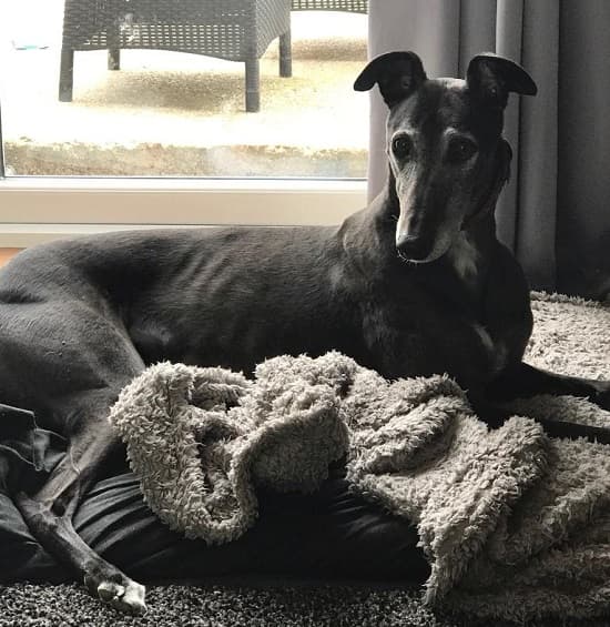 Alfie — Unknown