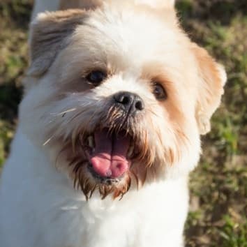 Gizmo — Unknown