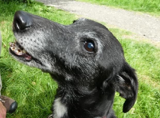 Alfie — Unknown
