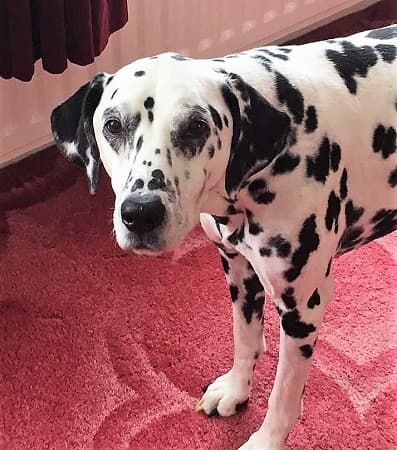 Dottie — Unknown