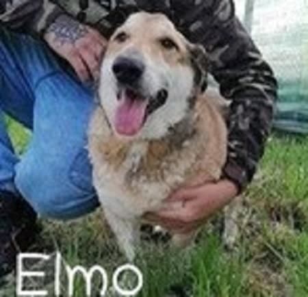 Elmo — Unknown