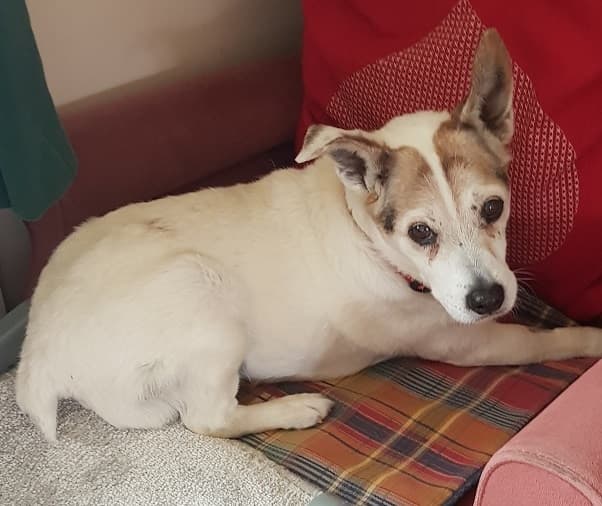 Tripawd Max — Unknown
