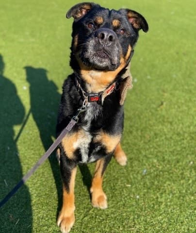 Opie — Unknown