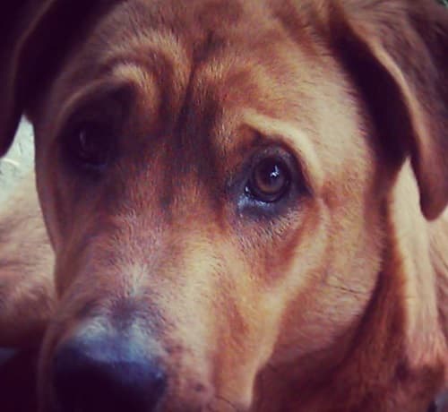 Buddy — Unknown