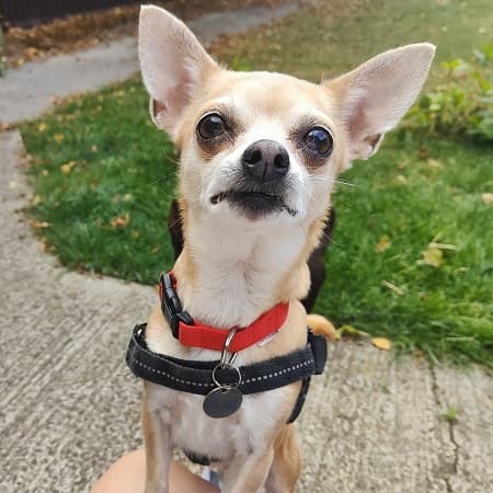 Pixie — Unknown