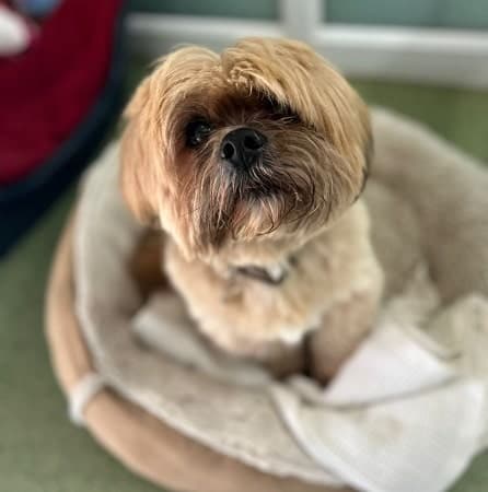 Buddy — Unknown