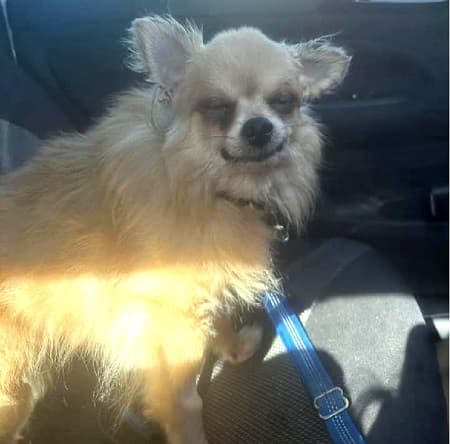 Gizmo — Unknown