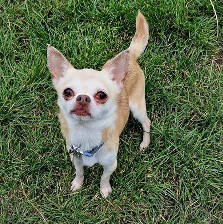 Peanut — Unknown