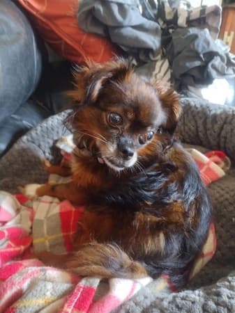 Pixie — Unknown