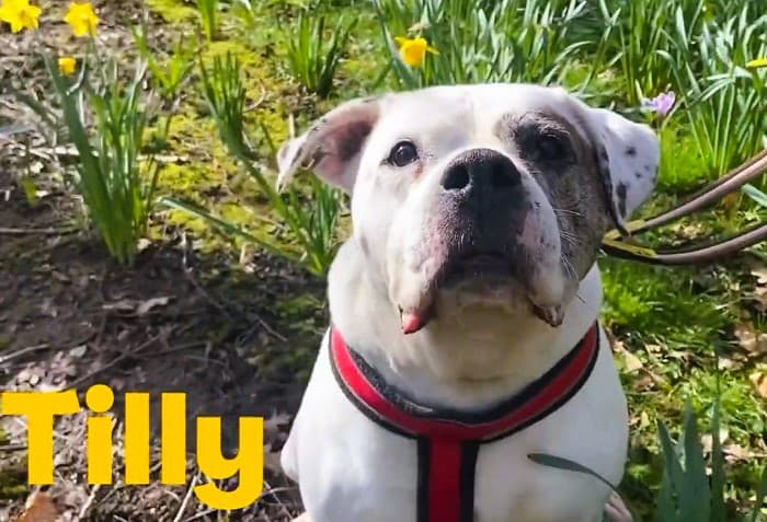 Tilly — Unknown