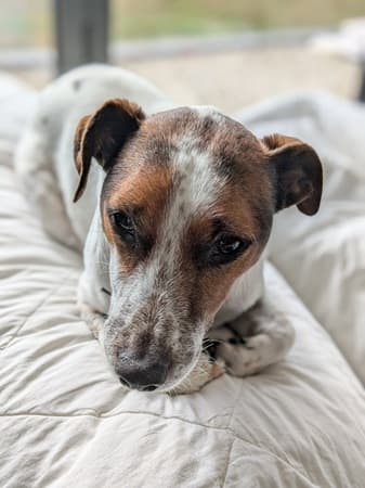Milo — Unknown