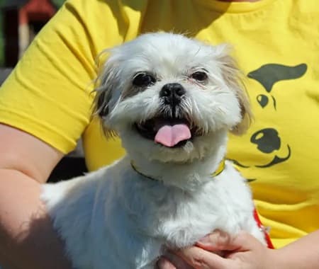 Gizmo — Unknown